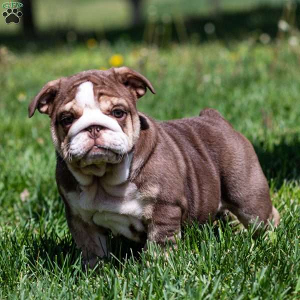 Marina Mocha, English Bulldog Puppy